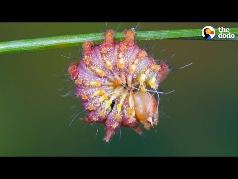 Watch This Caterpillar Turn Into A Chinese Luna Moth | The Dodo