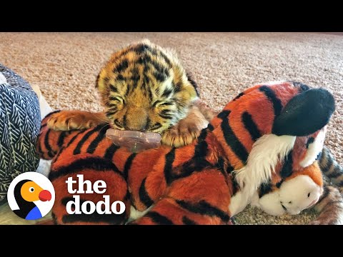 Tiniest Tiger Cub Is A Wild Man Now | The Dodo Little But Fierce