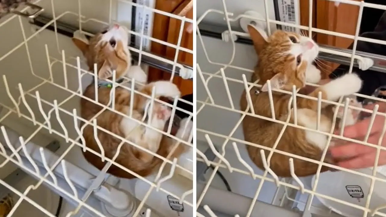 Naughty kitten gets head stuck in the dishwasher