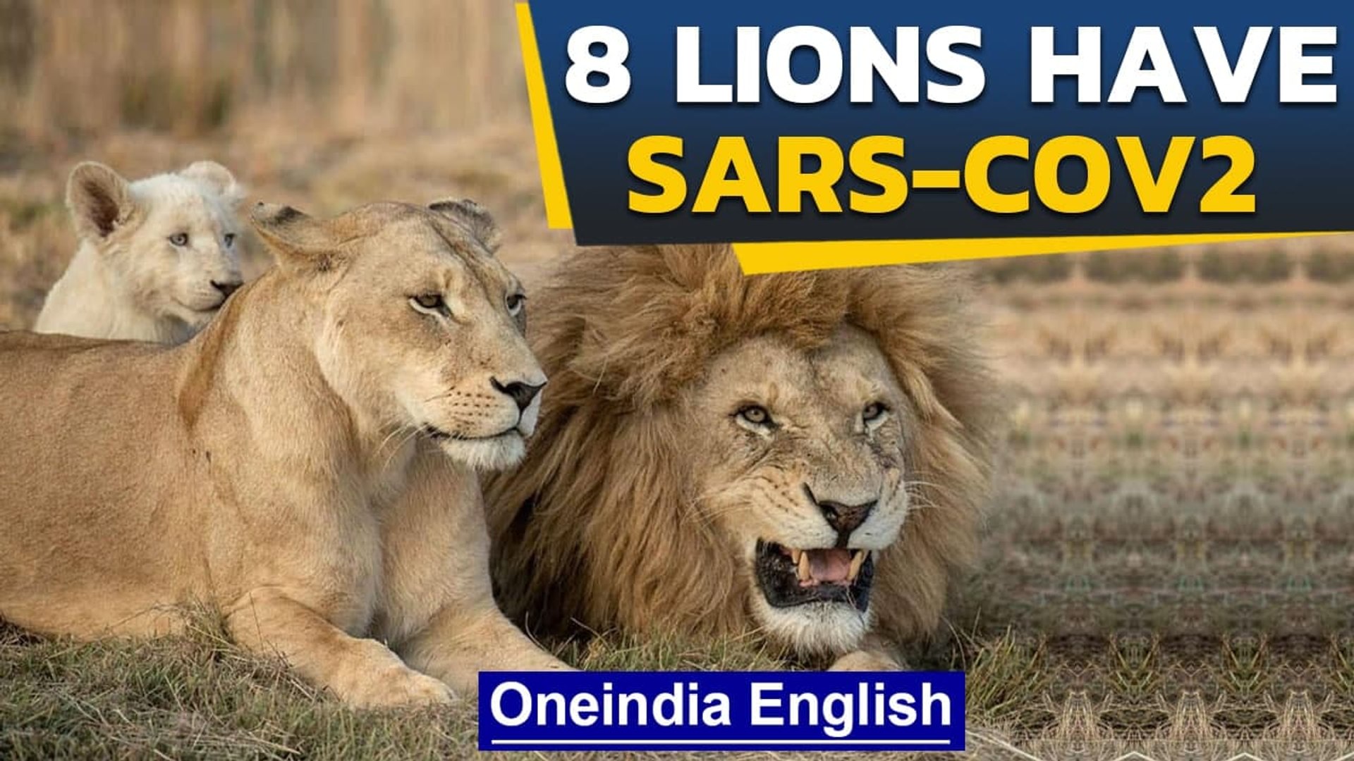 Lions contract SARS-CoV2 virus in Hyderabad Zoo | MOEFCC states no threat to humans | Oneindia News