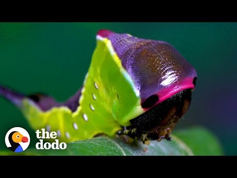 Watch This Caterpillar Turn Into A Puss Moth | The Dodo
