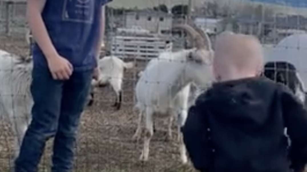How did he instinctually know how to challenge the goat.mp4