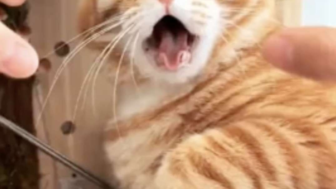 Cat Hates Being Touched Funniest Reactions Ever