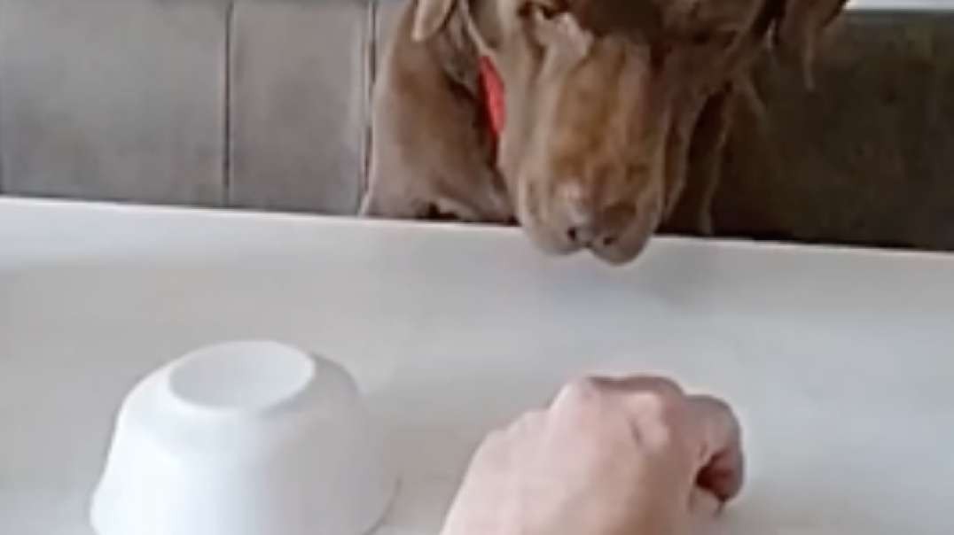 not impressed doggy