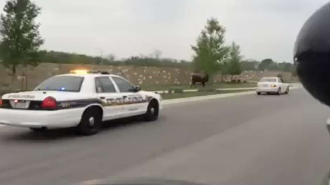 Incredible Footage Of A Police Car Chasing Escaped Buffalo