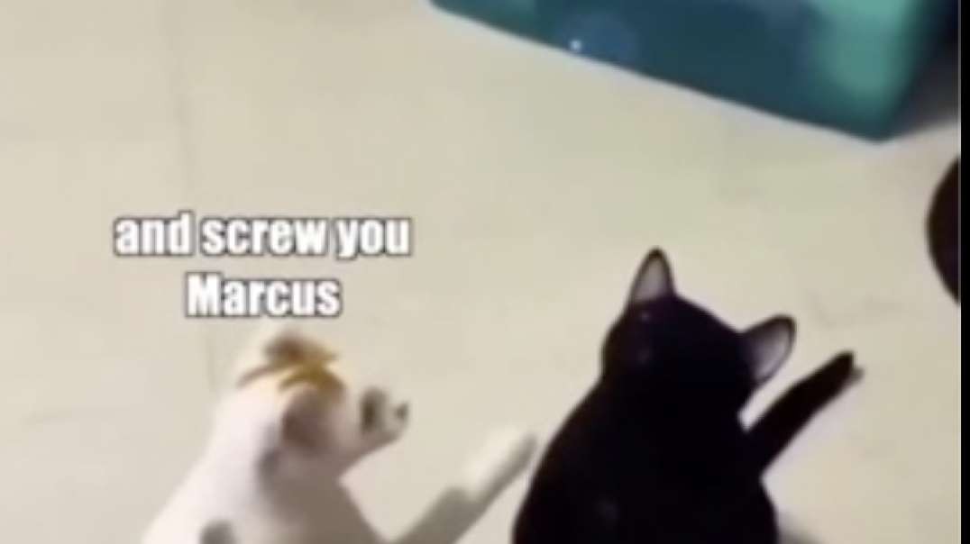 Silly Kitties-01