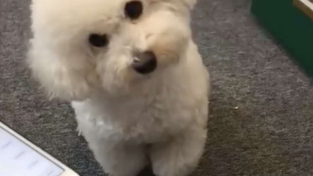 Funniest Confused Dogs Compilation 2025 Funny Pet Videos